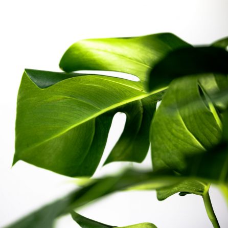 Anissa's Counselling Practice